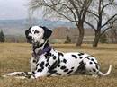 dalmata