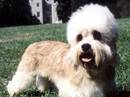 dandie dimmont terrier
