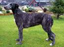 deerhound