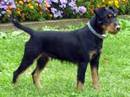 deutscher jagdterrier