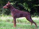 doberman marrone
