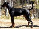 doberman nero focato