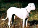 dogo argentino