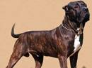 dogo canario