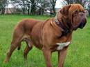 dougue de bordeaux