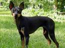 english toy terrier