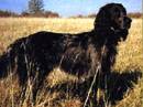 epagneul blue de picardie