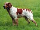 epagneul breton bianco arancio