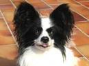 epagneul nano continentale papillon