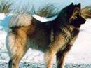 eurasier