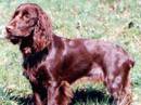 field spaniel