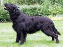 flat coated retriver