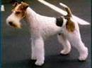 fox terrier a pelo duro