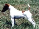 fox terrier a pelo liscio