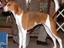 foxhound americano