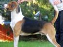 foxhound