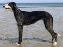 galgo espaniol