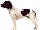 gammel dansk honsenhund