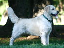 golden retriver