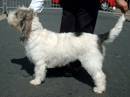 grand basset griffon vendeen