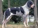 grand blue de gascogne