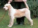 grand griffon vendeen