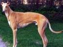 greyhound