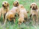 griffon fauve de bretagne