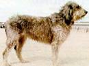 griffon nivernais