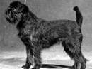 griffoncino belga