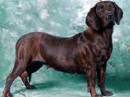 hannoverischer sweisshund