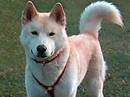 hokkaido ainu-ken