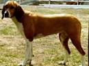 hyghenuhund