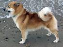iceland dog
