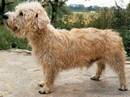 irish glen of imaal terrier