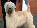 irish soft coated wheaten terrier