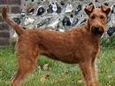 irish terrier