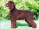 irish water spaniel