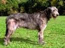 irish wolfhound