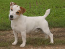 jack russel