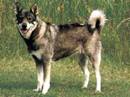 jamthund