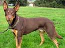kelpie