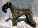 kerry blue terrier