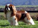 king charles spaniel