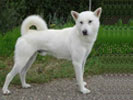 kishu
