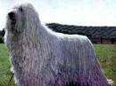 komondor