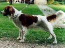 kooikerhondje