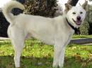 korea jindo dog
