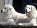 kuvasz