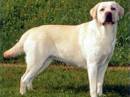 labrador retriver